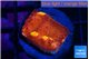 Echinophyllia magma 2-3 cm WYSIWYG acclimaté