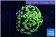 Euphyllia paraancora electro 3-5 cm WYSIWYG acclimaté