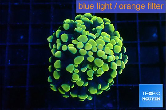 Euphyllia paraancora electro 3-5 cm WYSIWYG acclimaté