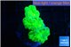 Caulastrea neon green 3-4 polyps WYSIWYG acclimaté
