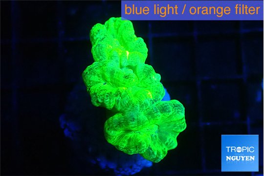 Caulastrea neon green 3-4 polyps WYSIWYG acclimaté