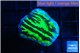 Merulina neon green 2-3 cm WYSIWYG acclimaté