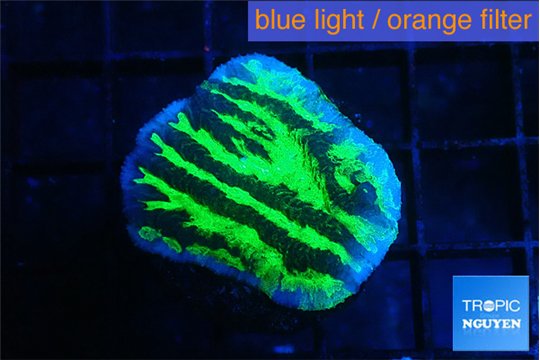 Merulina neon green 2-3 cm WYSIWYG acclimaté