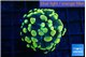 Euphyllia paraancora electro 2-4 cm WYSIWYG acclimaté
