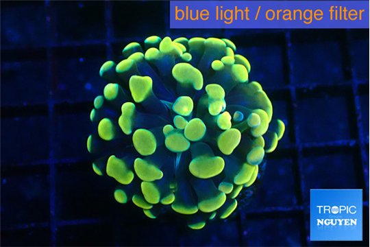 Euphyllia paraancora electro 2-4 cm WYSIWYG acclimaté