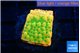 Montipora kungpao sunset phoenix 2 cm WYSIWYG acclimaté