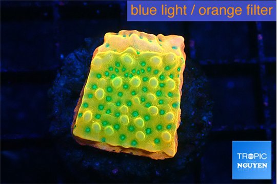 Montipora kungpao sunset phoenix 2 cm WYSIWYG acclimaté