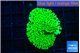 Montipora lucky charmz 2-3 cm WYSIWYG acclimaté
