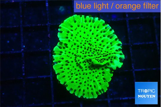 Montipora lucky charmz 2-3 cm WYSIWYG acclimaté