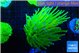 Euphyllia glabrescens Holly grail 4-7 cm WYSIWYG acclimaté