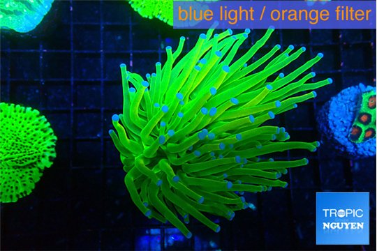 Euphyllia glabrescens Holly grail 4-7 cm WYSIWYG acclimaté