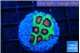 Favia red green monster 2-3 cm WYSIWYG acclimaté