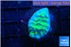 Merulina neon green 2-3 cm WYSIWYG acclimaté