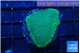 Montipora green & purple polyps 2-3 cm WYSIWYG acclimaté