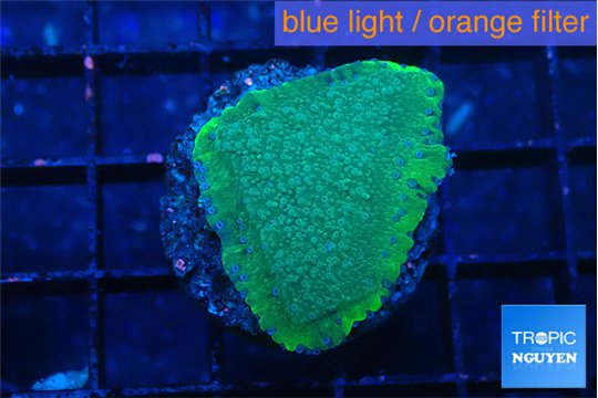 Montipora green & purple polyps 2-3 cm WYSIWYG acclimaté