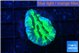 Merulina neon green 2-3 cm WYSIWYG acclimaté