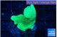 Pavona cactus green 2-4 cm WYSIWYG acclimaté