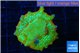 Montipora red fire forest 2-3 cm WYSIWYG acclimaté