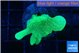Pavona cactus green 2-4 cm WYSIWYG acclimaté