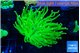 Euphyllia glabrescens Holly grail 4-7 cm WYSIWYG acclimaté