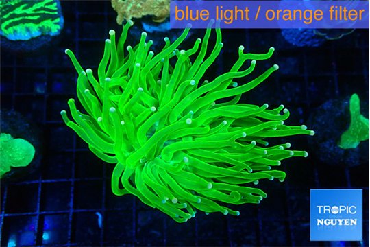 Euphyllia glabrescens Holly grail 4-7 cm WYSIWYG acclimaté