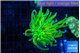Euphyllia glabrescens Holly grail 3-6 cm WYSIWYG acclimaté