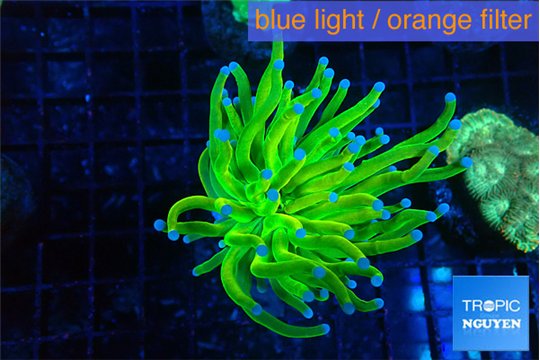 Euphyllia glabrescens Holly grail 3-6 cm WYSIWYG acclimaté