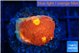 Echinophyllia magma 2-3 cm WYSIWYG acclimaté