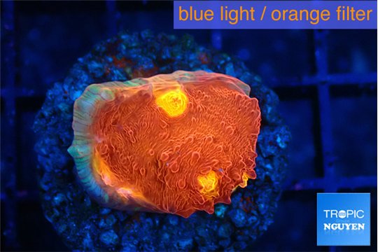Echinophyllia magma 2-3 cm WYSIWYG acclimaté