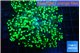 Euphyllia yayaemaensis green 4-7 cm WYSIWYG acclimaté