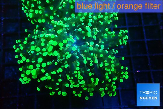 Euphyllia yayaemaensis green 4-7 cm WYSIWYG acclimaté