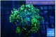 Euphyllia yayaemaensis green 4-7 cm WYSIWYG acclimaté