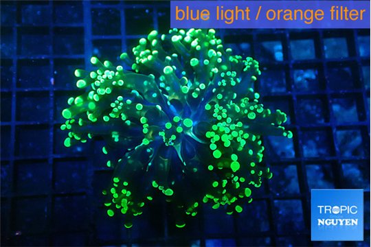 Euphyllia yayaemaensis green 4-7 cm WYSIWYG acclimaté