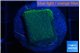 Montipora green & purple polyps 2-3 cm WYSIWYG acclimaté