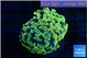 Euphyllia paraancora electro 3-5 cm WYSIWYG acclimaté