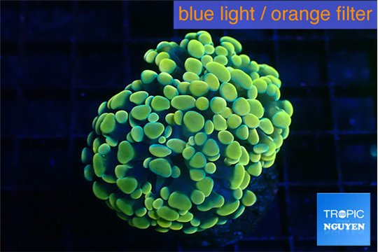 Euphyllia paraancora electro 3-5 cm WYSIWYG acclimaté