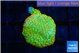 Montipora red fire forest 1-2 cm WYSIWYG acclimaté