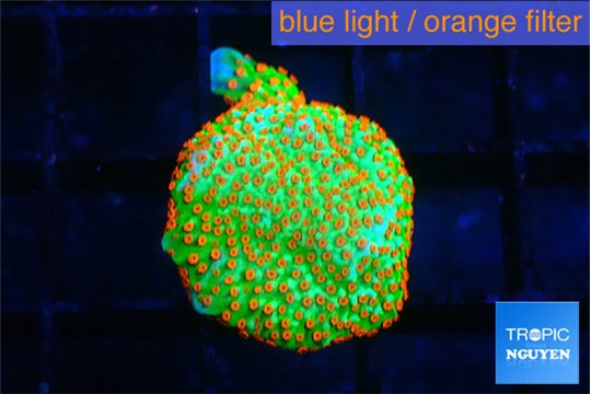 Montipora red fire forest 1-2 cm WYSIWYG acclimaté