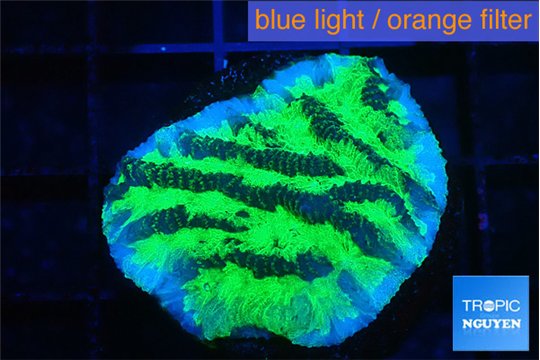 Merulina neon green 2-3 cm WYSIWYG acclimaté