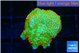 Montipora red fire forest 1-2 cm WYSIWYG acclimaté