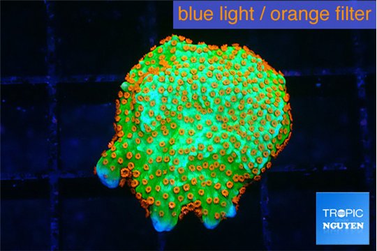 Montipora red fire forest 1-2 cm WYSIWYG acclimaté