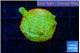 Montipora red fire forest 1-2 cm WYSIWYG acclimaté
