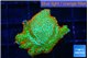 Montipora red fire forest 1-2 cm WYSIWYG acclimaté