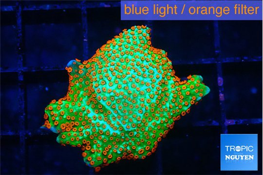 Montipora red fire forest 1-2 cm WYSIWYG acclimaté