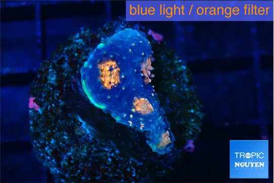 Acanthastrea eruption 2 cm WYSIWYG acclimaté