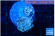 Euphyllia paraancora ivory pink 3-5 cm WYSIWYG acclimaté