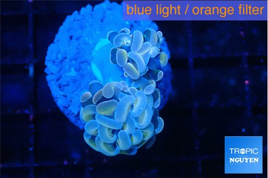 Euphyllia paraancora ivory pink 3-5 cm WYSIWYG acclimaté