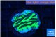 Merulina neon green 2-3 cm WYSIWYG acclimaté
