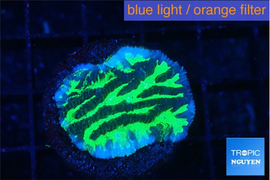 Merulina neon green 2-3 cm WYSIWYG acclimaté