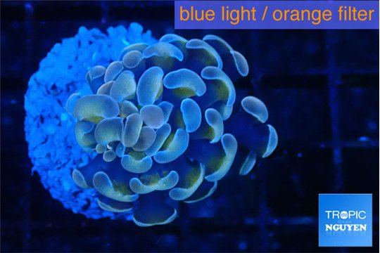 Euphyllia paraancora ivory pink 2-4 cm WYSIWYG acclimaté